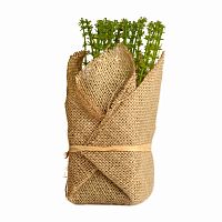растение декоративное potted herb polini в Челябинске