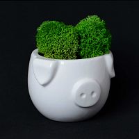 набор для выращивания eco мини-капшо «минипиг» в Челябинске