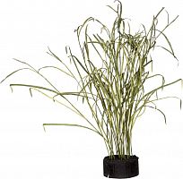 декор reeds and leaves в Челябинске