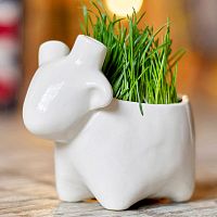 набор для выращивания eco овечка в Челябинске