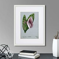 картина: a lady's slipper orchid (cypripedium bellatulum), 1899г. в Челябинске